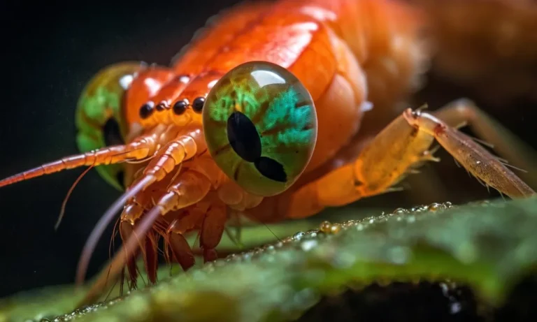 Can Shrimp See In The Dark? A Detailed Look At Shrimp Vision