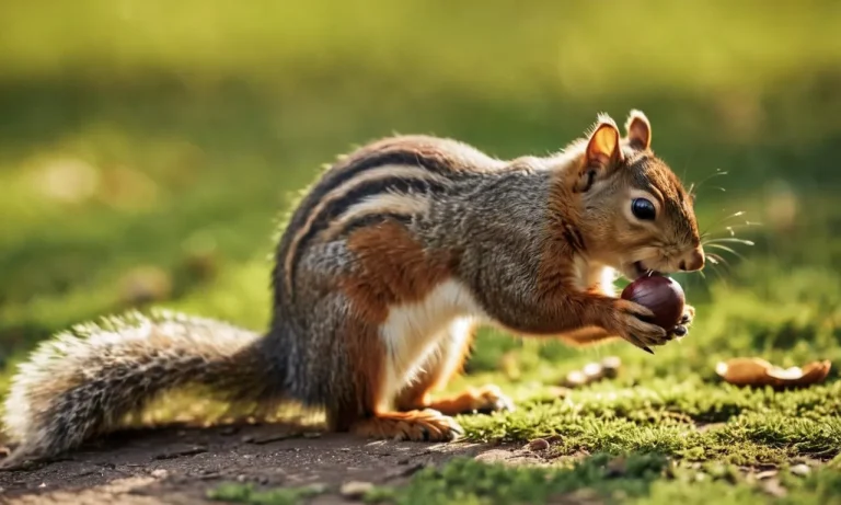Can Squirrels Eat Salted Peanuts? A Detailed Look