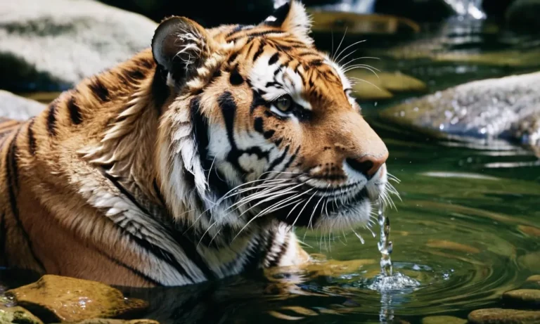 Can Tigers Drink Salt Water?