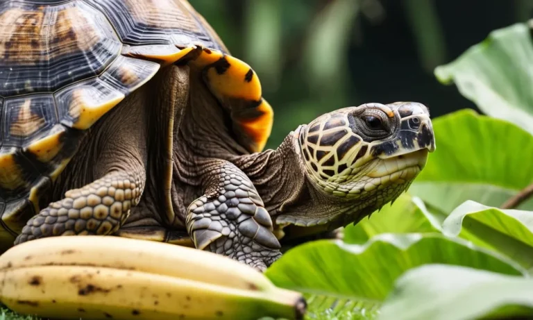 Can Tortoises Eat Bananas? A Detailed Look