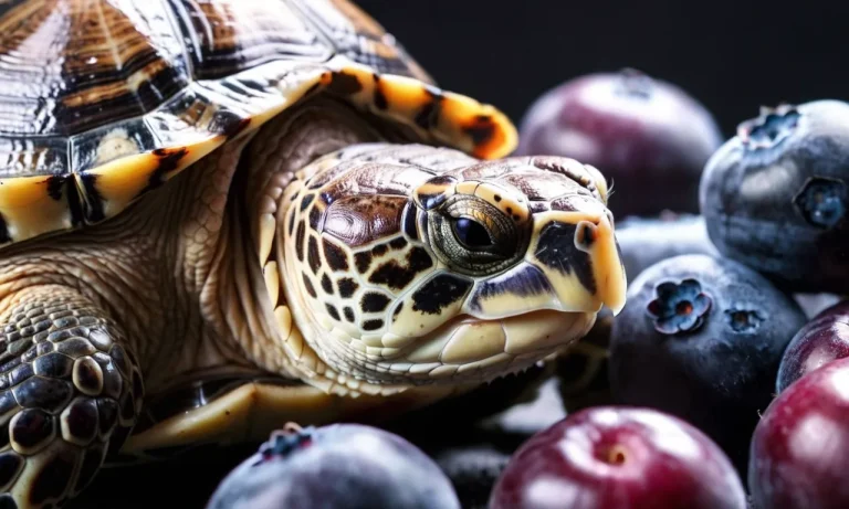 Can Turtles Eat Blueberries? A Detailed Look