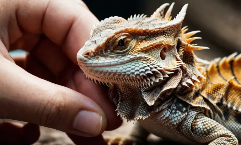 Can You Hold A Bearded Dragon While It’S Shedding?
