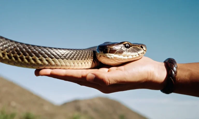 Can You Hold A Snake After It Eats?