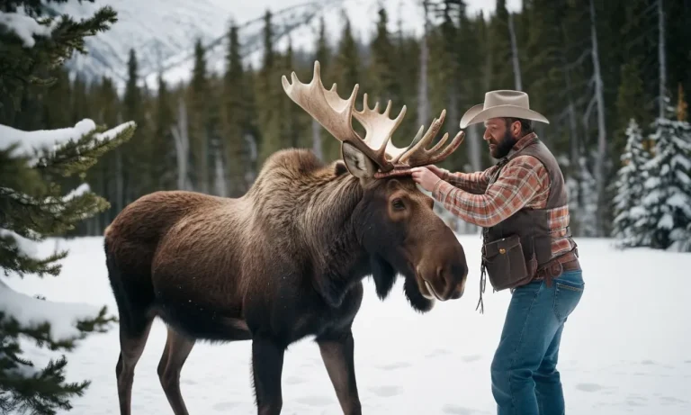 Can You Ride A Moose Like A Horse?