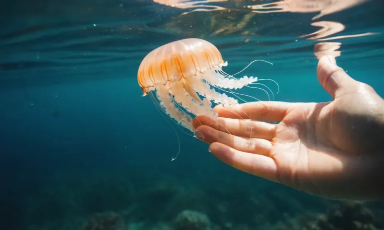 Can You Touch The Top Of A Jellyfish?