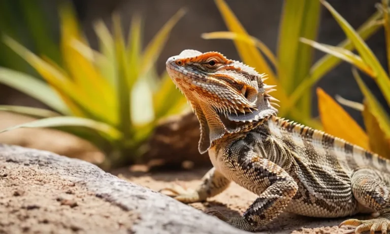 Do Bearded Dragons Eat Other Lizards?