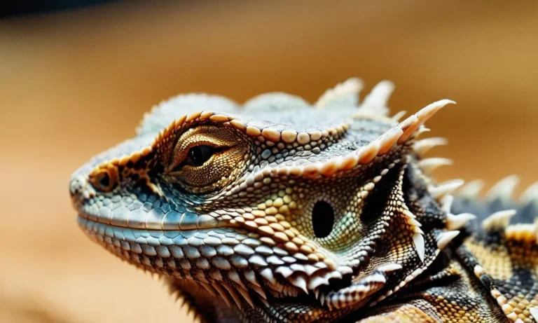 Do Bearded Dragons Have Good Hearing?