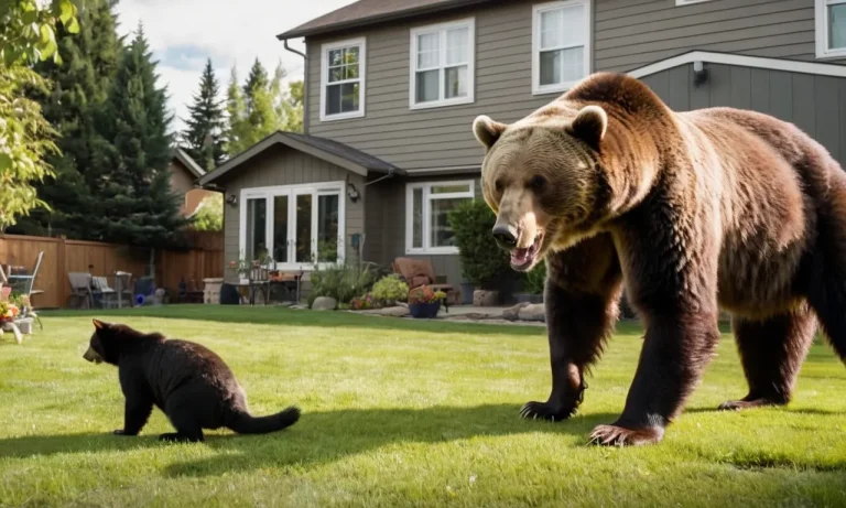 Do Bears Eat Cats? A Detailed Look At Bears And Feline Predation