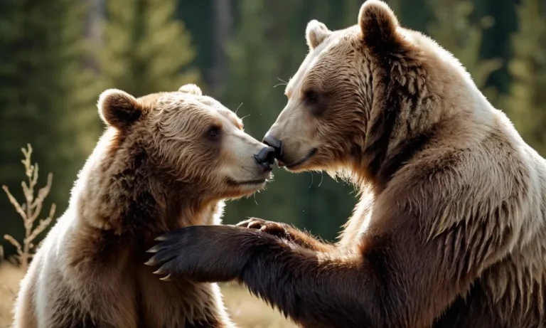 Do Bears Mate For Life? The Surprising Answers