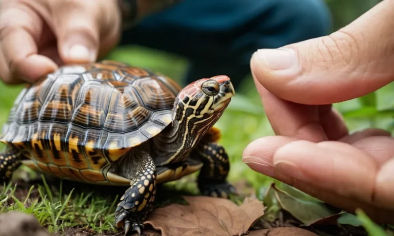 Do Box Turtles Like To Be Held? A Comprehensive Guide