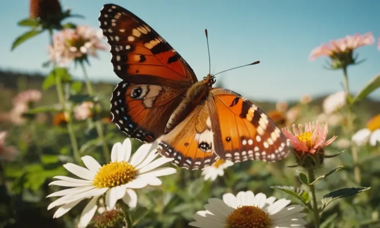 Do Butterflies Feel Pain?