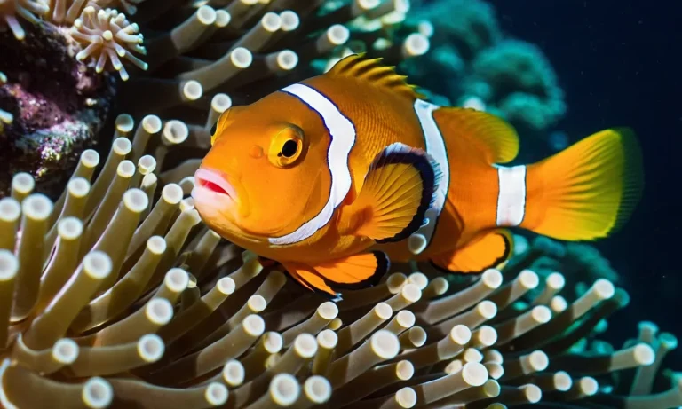 Do Clownfish Eat Their Babies? The Truth Behind This Common Myth