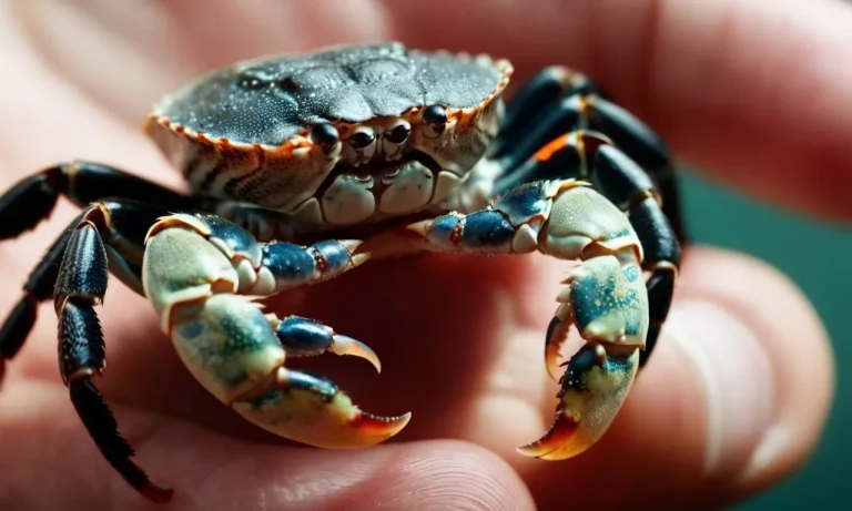 Do Crabs Bite? A Detailed Look At Crabs And Their Pinching Behavior