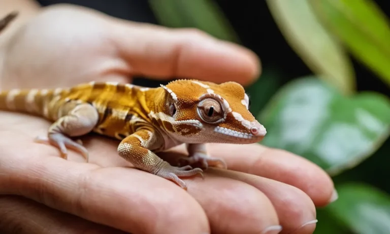 Do Crested Geckos Like To Be Held? The Complete Guide