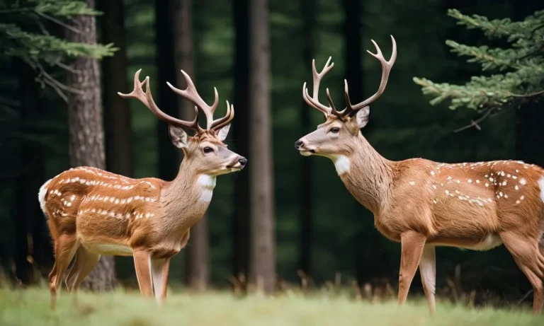 Do Deer Mate For Life? The Complex Reality Of Deer Mating Habits