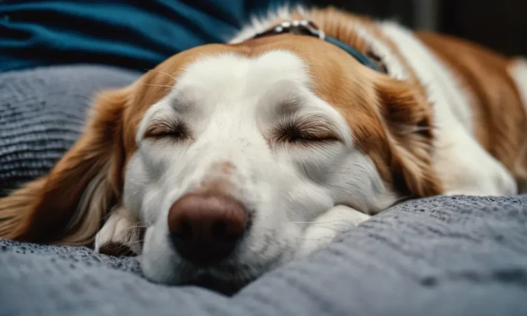 Do Dogs Like Being Pet While Sleeping?