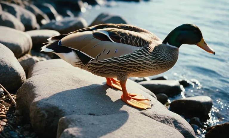 Do Ducks Have Nerves In Their Feet?