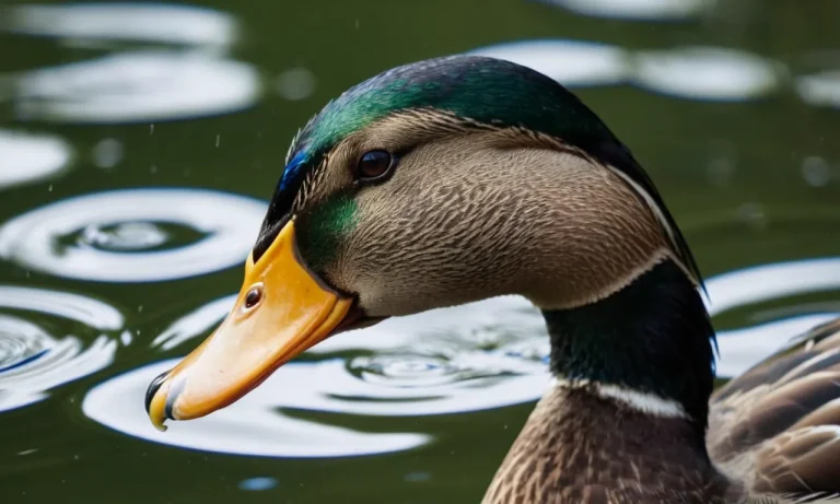 Do Ducks Smell? A Comprehensive Guide