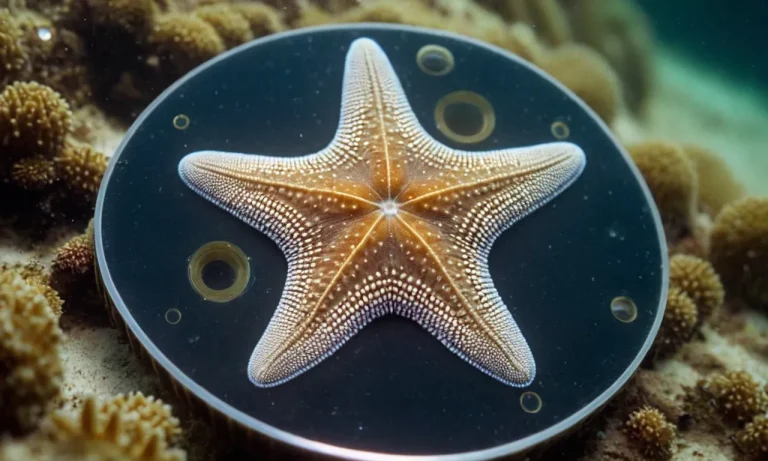 Do Echinoderms Have A Brain?