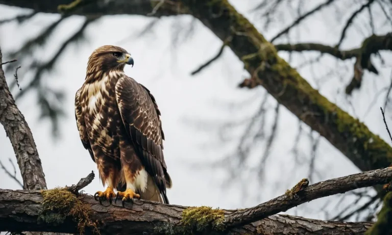 Do Hawks Eat Eagles? An In-Depth Look