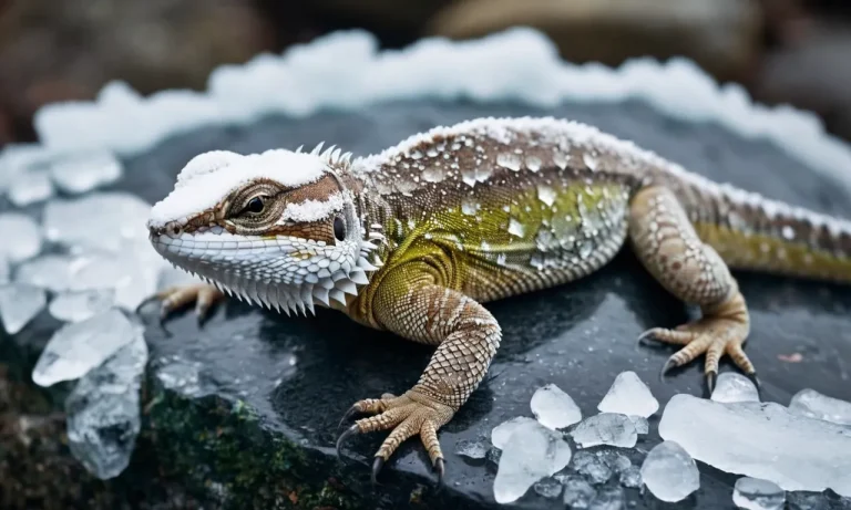 Do Lizards Really Freeze And Come Back To Life?
