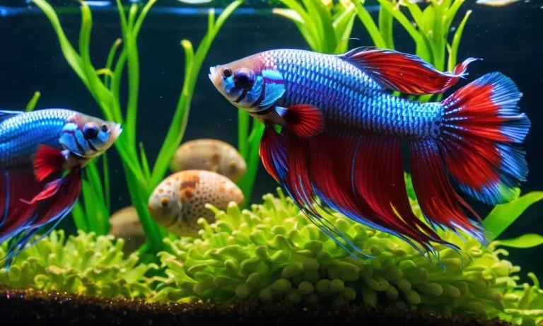 Do Male Bettas Lay Eggs? A Detailed Look At Betta Fish Reproduction
