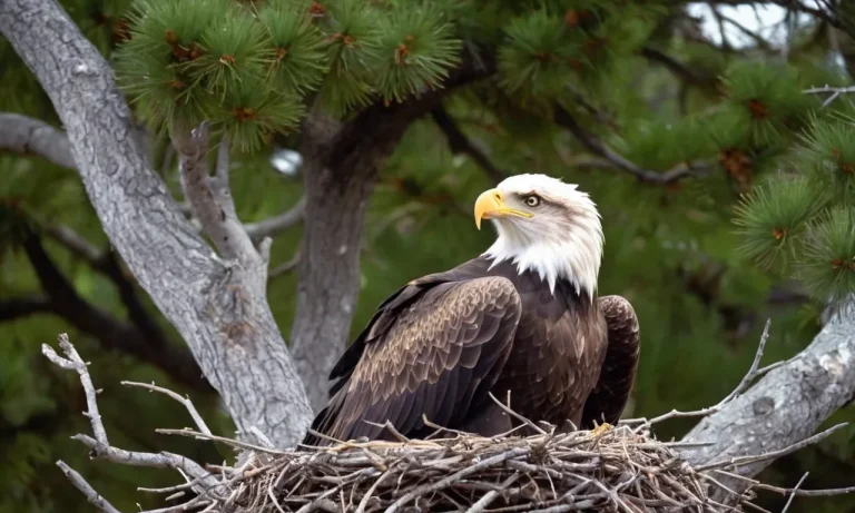 Do Male Eagles Sit On Eggs? The Surprising Role Of Male Eagles In Hatching And Raising Young