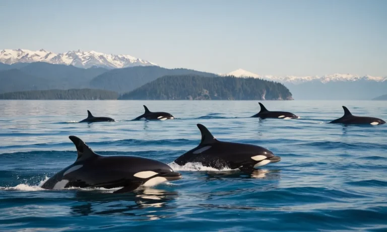 Do Orcas And Dolphins Get Along? A Deep Dive Into Their Relationship
