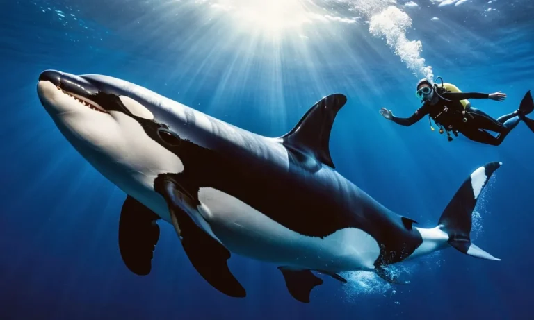 Do Orcas Protect Humans From Sharks?