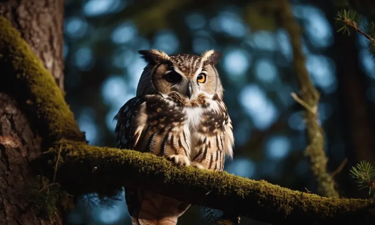 Do Owls Sleep Upside Down? The Surprising Truth