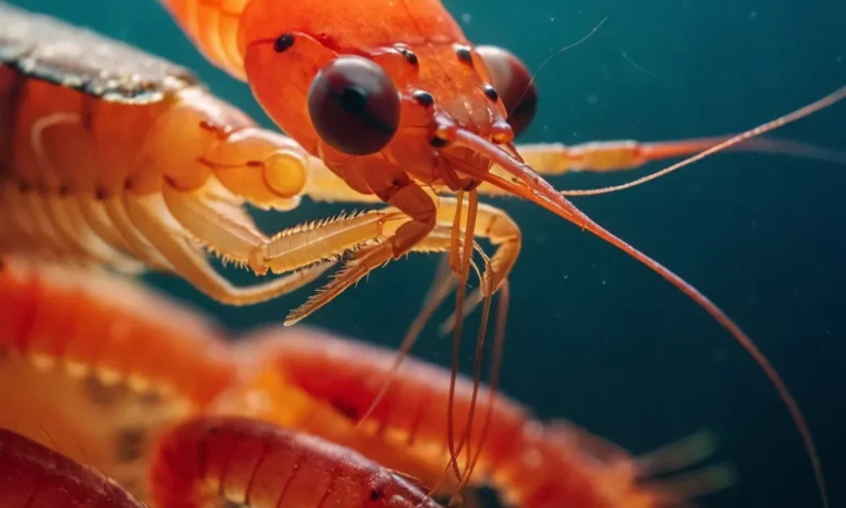 Do Shrimp Have Hearts? A Detailed Look At Shrimp Anatomy