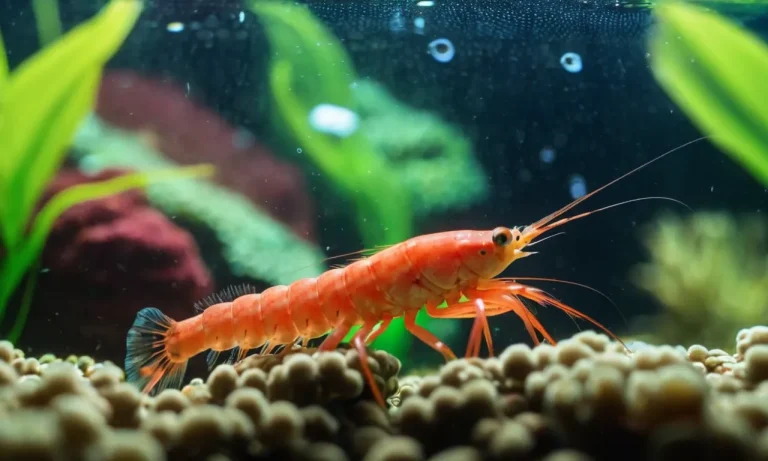 Do Shrimp Need A Bubbler?