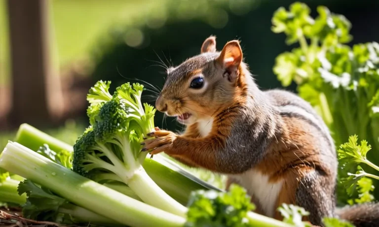 Do Squirrels Eat Celery?