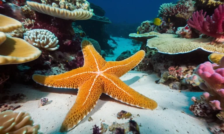 Do Starfish Eat Sponges? A Detailed Look At Starfish Diet And Behavior