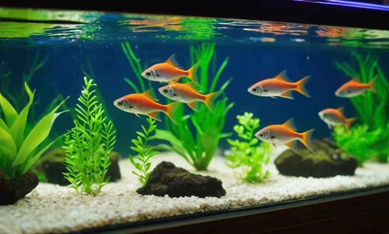 Do Tetras Need A Heater? A Complete Guide