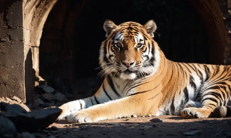 Do Tigers Live In Dens? A Detailed Look At Tiger Habitats