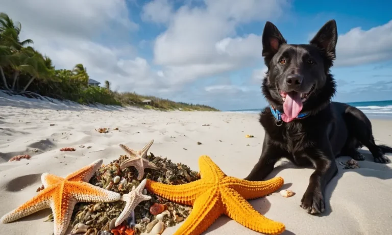 What Happens If A Dog Eats A Starfish? A Detailed Look