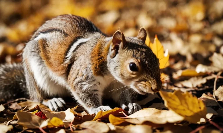 What To Do If You Find A Dying Squirrel: A Complete Guide