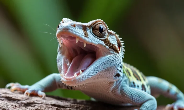 Why Do Geckos Scream? The Surprising Reasons Behind This Behavior