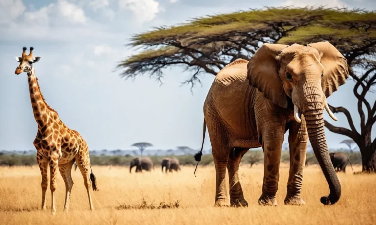 Giraffe Vs Elephant: A Detailed Comparison