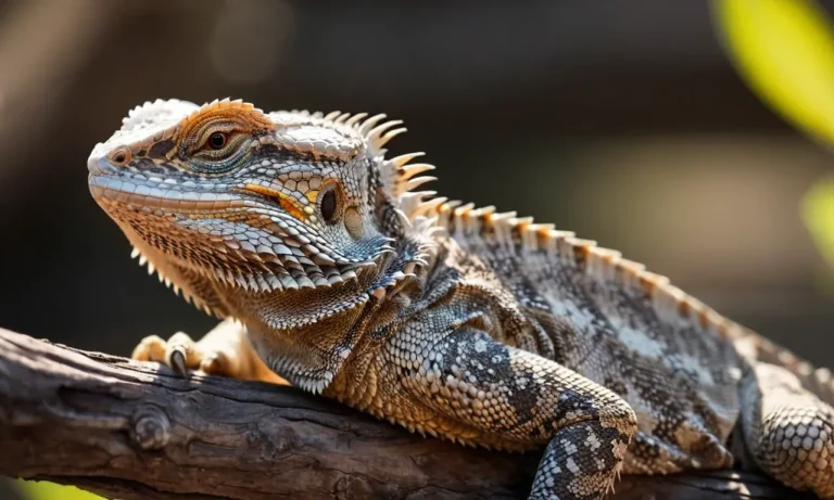 Gray Bearded Dragons: The Complete Care Guide