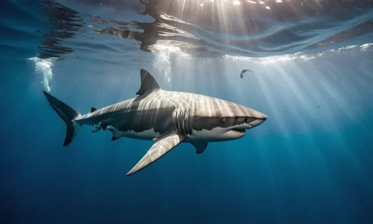 Has A Shark Ever Saved A Human?