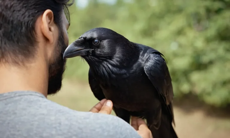 How Crows Show Affection To Humans