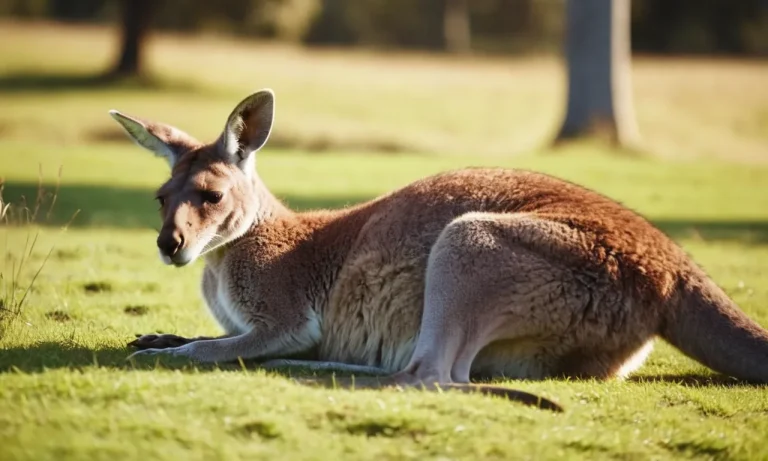 How Do Kangaroos Sleep? A Detailed Look At The Sleeping Habits Of Kangaroos