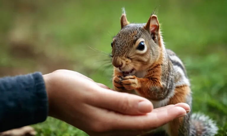 How To Know If A Squirrel Likes You: A Comprehensive Guide
