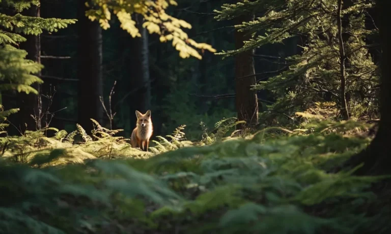 How Far Can A Fox Run Into The Woods?