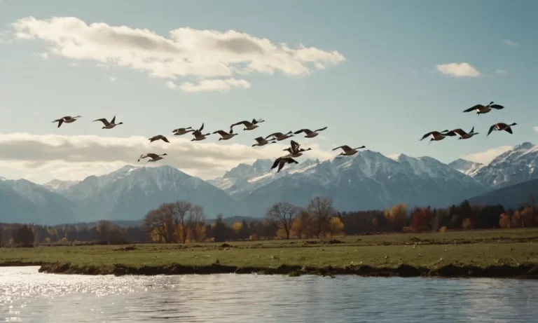 How Far Can Geese Fly In A Day?