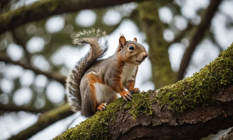 How Far Can Squirrels See? A Detailed Look At Squirrel Vision