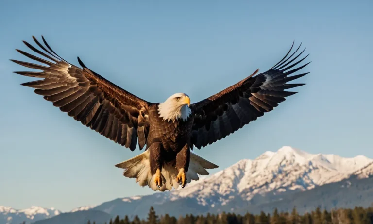 How Far Do Eagles Fly From Their Nest?