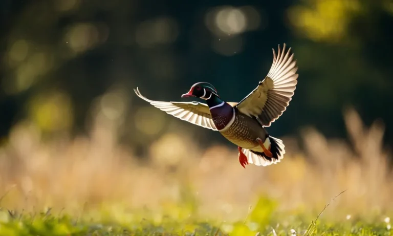 How Fast Can A Wood Duck Fly? An In-Depth Look